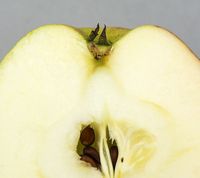 Slesvigsk Jordbæræble